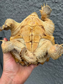 Hypomelanistic Common Snapping Turtle 2024