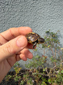 Hi Color Eastern Box Turtle Baby