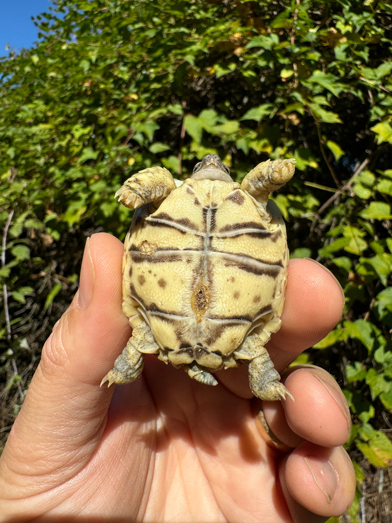 Leopard Tortoise 2024