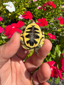 Hi Color Yellow Baby Eastern Box Turtle