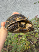 Mesopotamian Greek Tortoise Adult Male