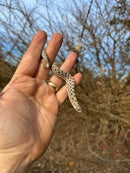 Arctic Western Hognose Snake Female