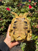 Eastern Hermann's Tortoise Adult Male