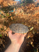 Pastel Clown Red Eared Slider Turtle Breeder Male