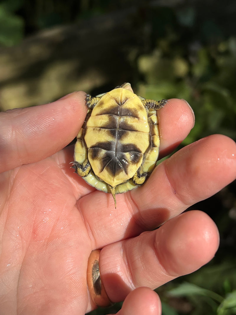 HI YELLOW Florida Box Turtle Baby