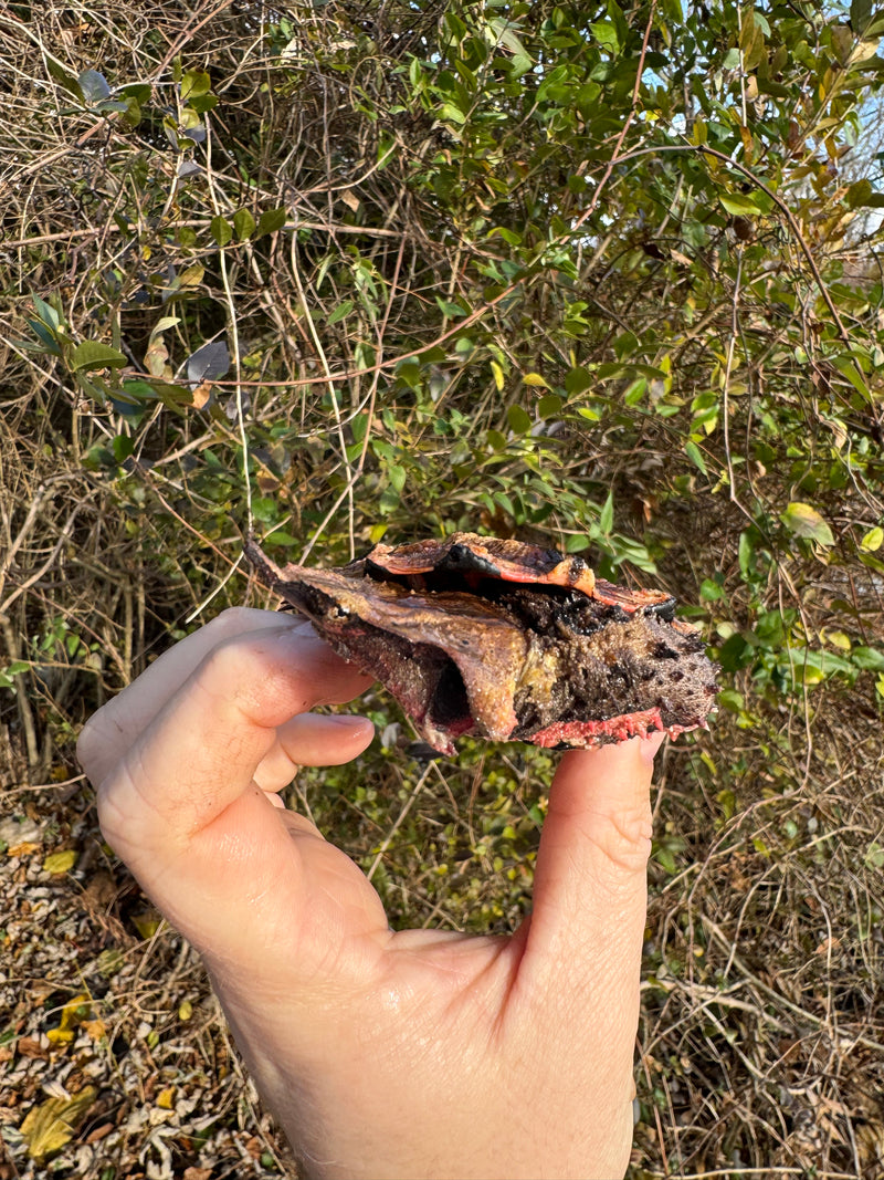 Peruvian Mata Mata