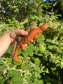 Super Red Niger Uromastyx Adult Pair