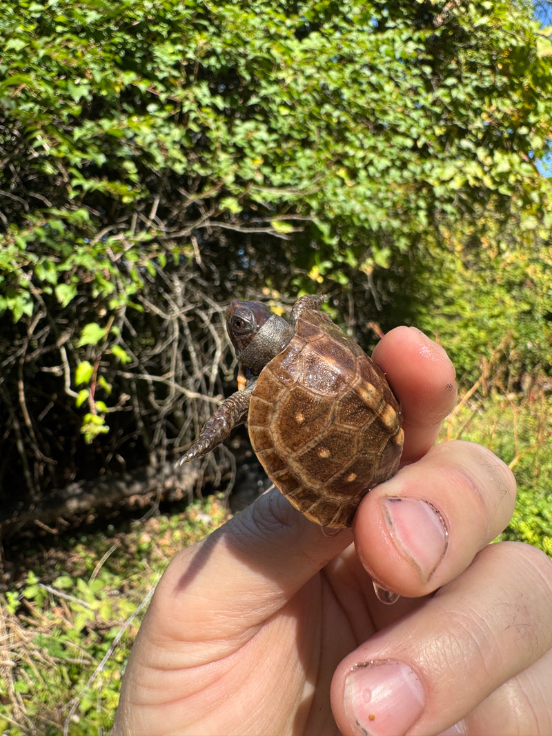 Hi Color Orange Baby Eastern Box Turtle
