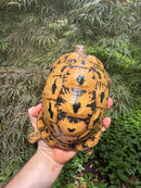 Libyan Greek Tortoise Adult Female