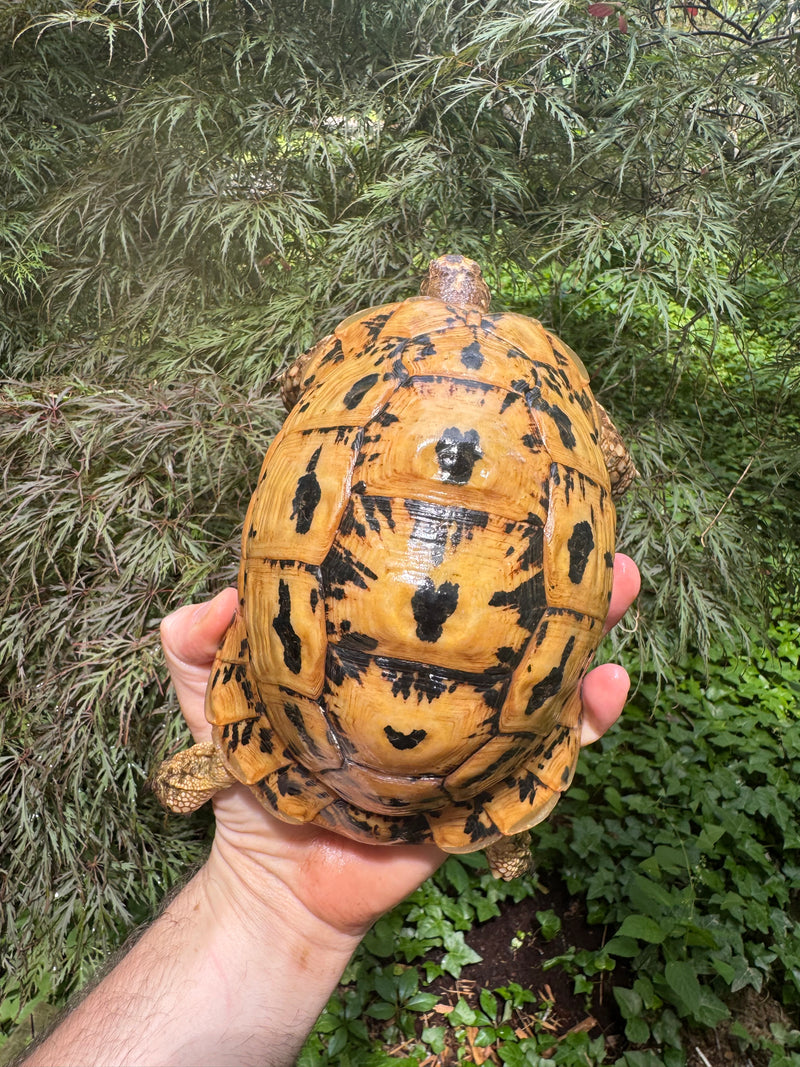 Libyan Greek Tortoise Adult Female