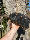 Barbados Red Foot Tortoise Adult Pair