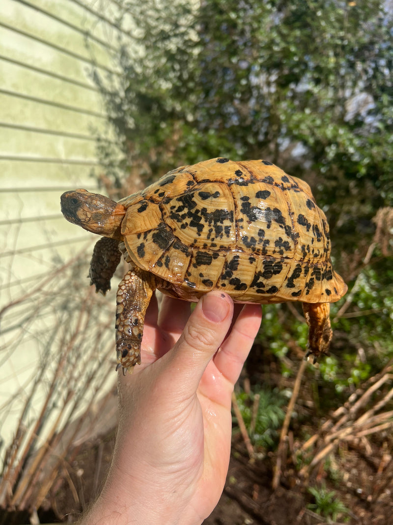 Libyan Greek Tortoise Adult Female