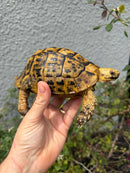 Mesopotamian Greek Tortoise Adult Male