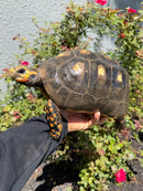 Red Foot Tortoise Adult Female