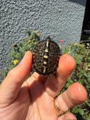 HI YELLOW Florida Box Turtle