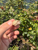 Albino Florida Snapping Turtle 2026