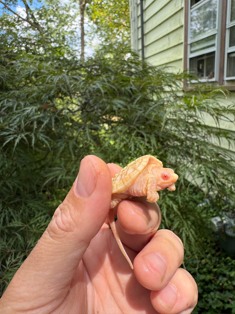 Baby Albino Common Snapping Turtle 2025 Female