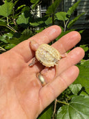 Paradox Albino Common Snapping Turtle