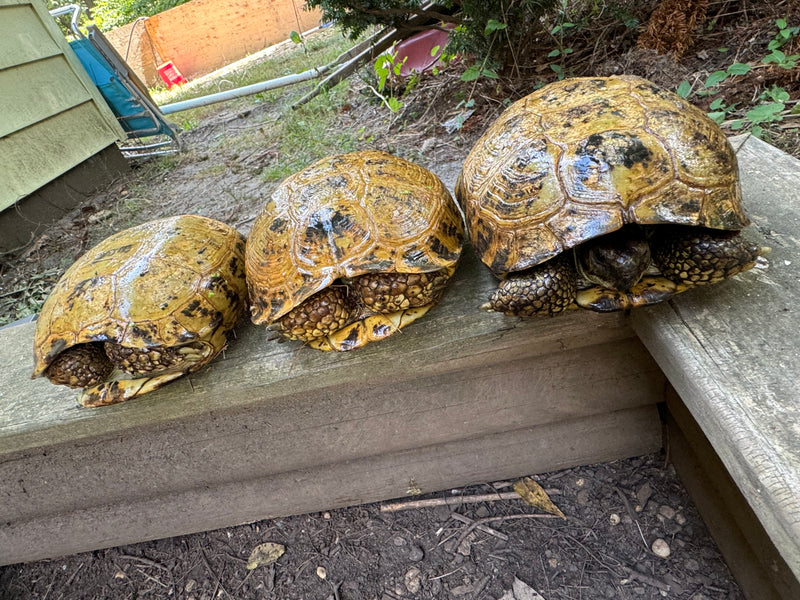 Russian Tortoise Adult Female Group (0.3)   (Testudo horsfieldii)