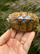 Hypo Stripe-necked Musk Turtle Adult Female