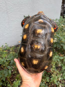 Red Foot Tortoise Adult Male