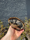 Reeves Turtles Adult Pair