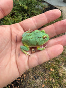 Radiant Blue Pacman Frog (Ceratophrys cranwelli)
