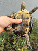 Spanish Pond Turtle Adullt Pair