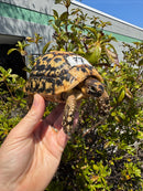Libyan Greek Tortoise Adult Male