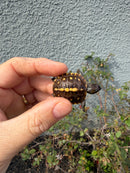 Hi Color Eastern Box Turtle Baby