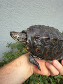 Concentric Diamondback Terrapin Adult Female