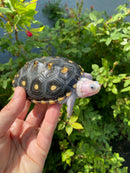 Ornate Diamondback Terrapin Female