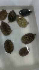 Razor backed Musk Turtle CB Adults (Sternotherus carinatus)