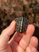 HI YELLOW Florida Box Turtle Baby