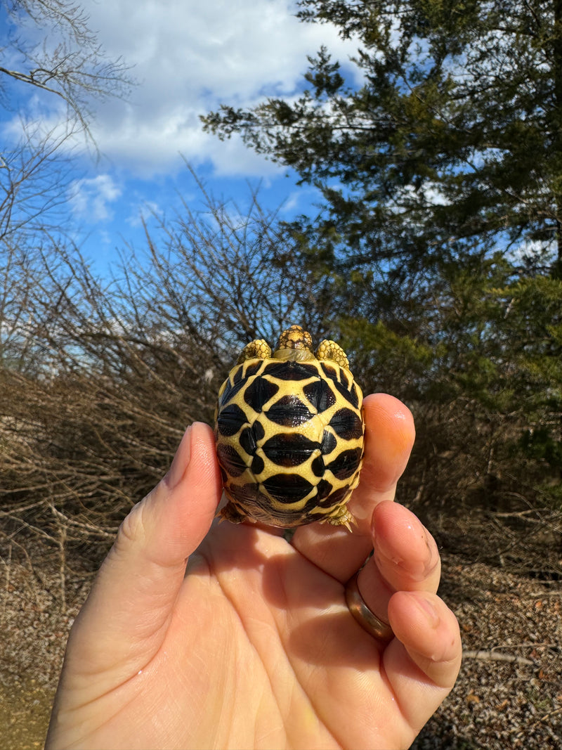 Sri Lankan Star Tortoise 2024