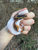 Hi White Pied Ball Python Female