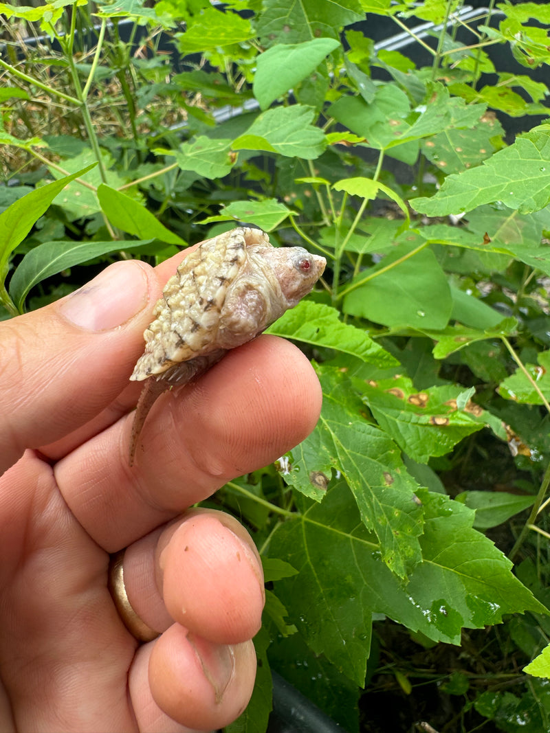 Albino Florida Snapping Turtle 2024