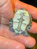 Anerythristic Peacock Slider Female