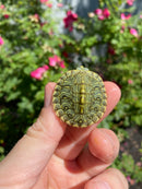 Mitch Clown Red Eared Slider Turtle