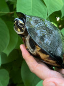 Black Marsh Turtle Adult Pair