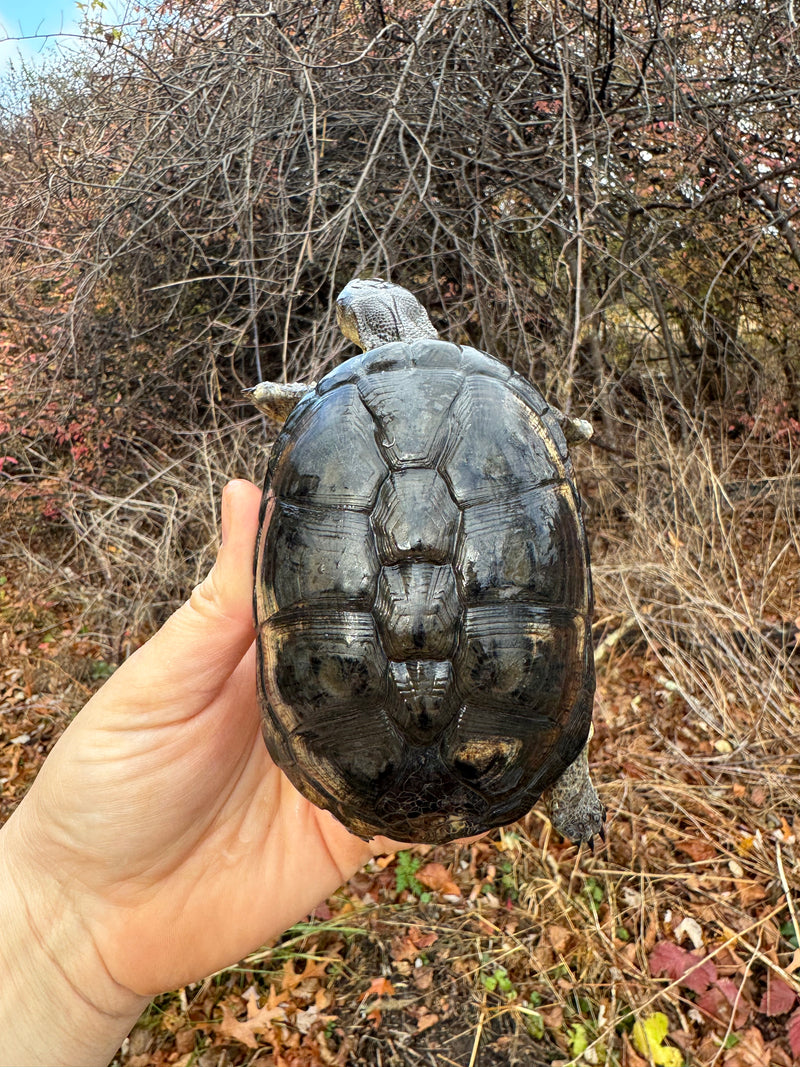 African Dwarf Mud Turtle Adult Female