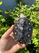 Ornate Diamondback Terrapin Female