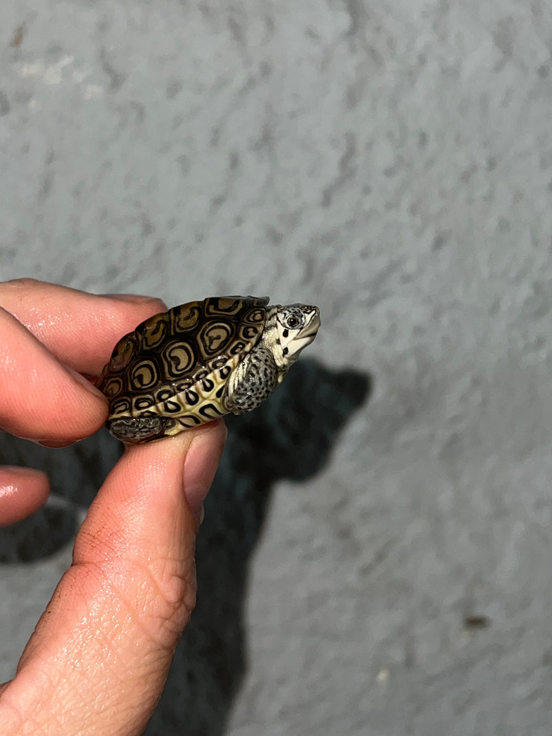 Hi White Concentric Diamondback Terrapin 2023