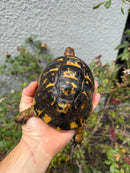 Mesopotamian Greek Tortoise Adult Male