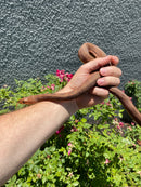 Red Salt Marsh Water Snake Adult Female