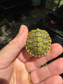 Pastel Clown Red Eared Slider Turtle 2025