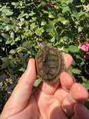 Indian Pink Ringed Tent Turtle