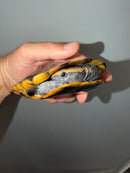 Twist-necked Turtle LTC Male