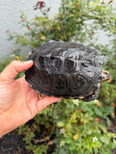 Northern Diamondback Terrapin Adult Female
