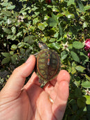 Indian Pink Ringed Tent Turtle